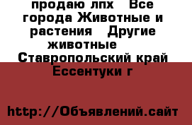 продаю лпх - Все города Животные и растения » Другие животные   . Ставропольский край,Ессентуки г.